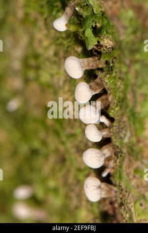 Bockshornklee Stalkball (Phleogena faginea) Fruchtkörper aus Spalten in Baumrinde in dichten Laubwäldern, Gloucestershire, Großbritannien. Stockfoto