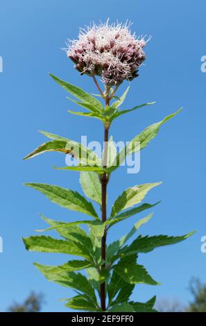 Hanf-Agrimony (Eupatorium cannabinum) blüht auf einem Kalkgrashang, Bath und Northeast Somerset, Großbritannien, September. Stockfoto