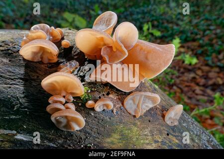 Gelee Ohr / Jude Ohr Pilz (Auricularia auricula-judae) Klumpen wächst aus verrottendem Baumstamm in Laubwäldern, Wiltshire, Großbritannien, November. Stockfoto