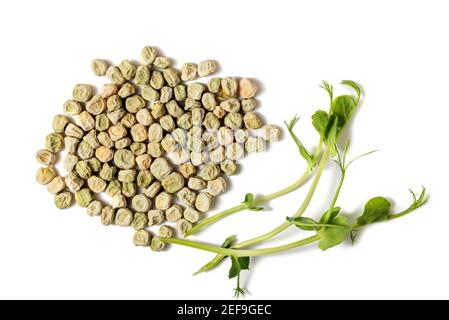 Nahaufnahme von Erbsen-Mikrogemüse und Samen isoliert auf weißem Hintergrund. Veganes und gesundes Esskonzept. Gekeimte Erbsen aus hochwertigen Orga Stockfoto