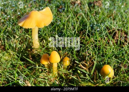 Papageienwachskappe (Hygrocybe psittacina) Klumpen wächst auf einem Golfplatz, Box, Wiltshire, Großbritannien, November. Stockfoto