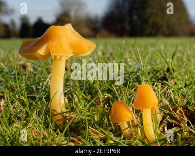 Papageienwachskappe (Hygrocybe psittacina) Klumpen wächst auf einem Golfplatz, Box, Wiltshire, Großbritannien, November. Stockfoto