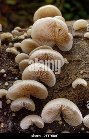 Peeling Austernpilz (Crepidotus mollis) Cluster wächst auf einem verfaulenden Baumstamm, GWT Lower Woods Reserve, Gloucestershire, UK, Oktober. Stockfoto