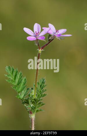 Storksbill (Erodium cicutarium) blüht auf Küstensanddünen, Whiteford Burrows NNR, The Gower, Glamorgan, Wales, Großbritannien, September. Stockfoto