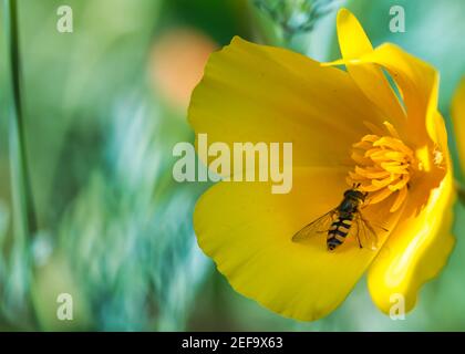 Kalifornische Mohnblume in Blüte mit goldenem Gelb und Orange Blütenblätter im Sonnenlicht mit dem bestäubenden Insekt auf verschwommen Blauer grüner Hintergrund Stockfoto