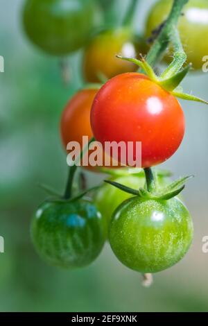 Rote, orange und grüne urreife Kirschtomaten Textur Makro, reifende Früchte wachsen auf behaarten Reben in einem Gewächshaus im Frühjahr Bio-Garten Stockfoto