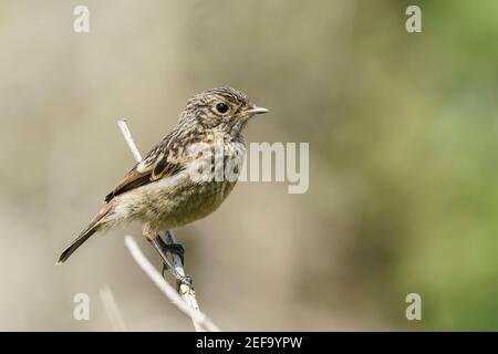 Europäische Stonechat, Saxicola rubicola, Jungfelltiere auf Vegetation, Norfolk, Großbritannien, 21. Mai 2019 Stockfoto