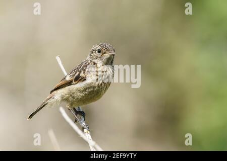Europäische Stonechat, Saxicola rubicola, Jungfelltiere auf Vegetation, Norfolk, Großbritannien, 21. Mai 2019 Stockfoto