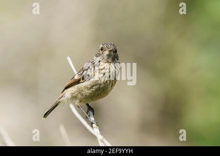Europäische Stonechat, Saxicola rubicola, Jungfelltiere auf Vegetation, Norfolk, Großbritannien, 21. Mai 2019 Stockfoto
