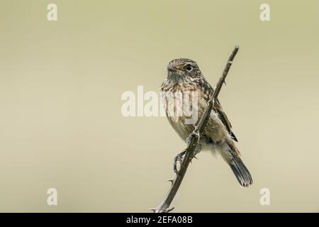 Europäische Stonechat, Saxicola rubicola, Jungfelltiere auf Vegetation, Norfolk, Großbritannien, 21. Mai 2019 Stockfoto