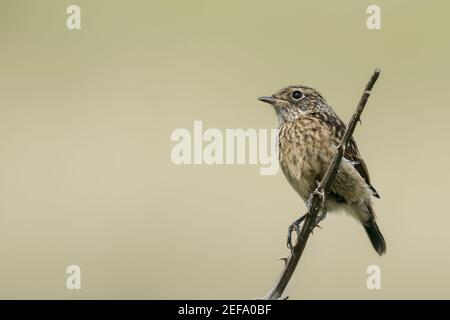 Europäische Stonechat, Saxicola rubicola, Jungfelltiere auf Vegetation, Norfolk, Großbritannien, 21. Mai 2019 Stockfoto