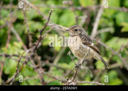 Europäische Stonechat, Saxicola rubicola, Jungfelltiere auf Vegetation, Norfolk, Großbritannien, 21. Mai 2019 Stockfoto