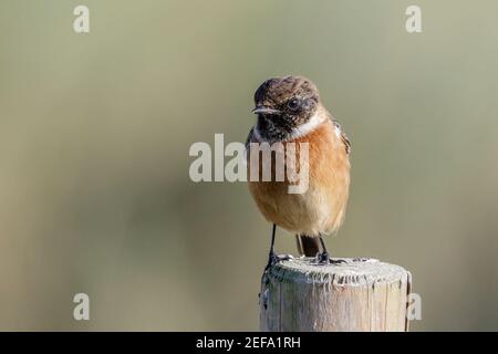 Europäischer Stonechat, Saxicola rubicola, alleinErwachsene Hündin auf Zaunpfosten, Norfolk, Großbritannien, 21. Mai 2019 Stockfoto