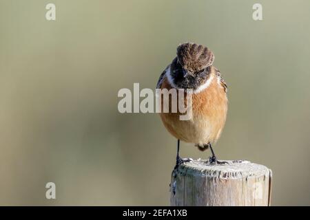 Europäischer Stonechat, Saxicola rubicola, alleinErwachsene Hündin auf Zaunpfosten, Norfolk, Großbritannien, 21. Mai 2019 Stockfoto