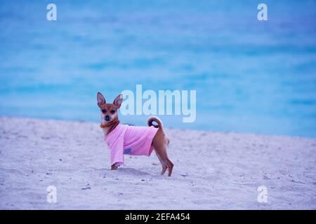 Seitenprofil eines Hundes, der am Strand steht, South Beach, Miami, Florida, USA Stockfoto