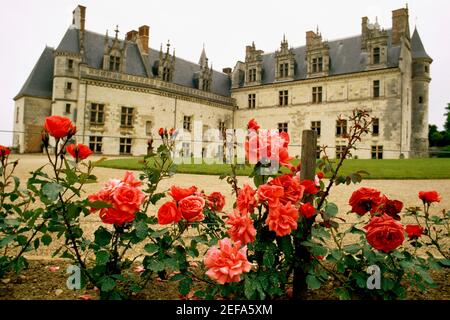 Niedriger Winkel des Loiretal Chateau mit Blick auf eine Blumenzucht von Rosenpflanzen, Amboise, Frankreich Stockfoto