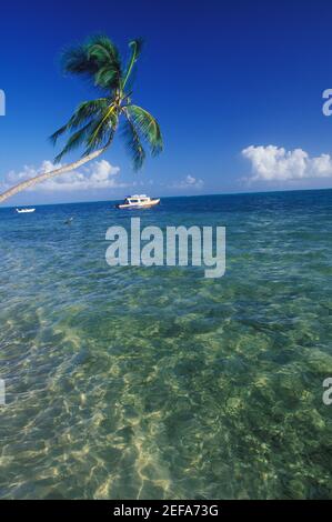 Palme über dem Meer, Karibik Stockfoto