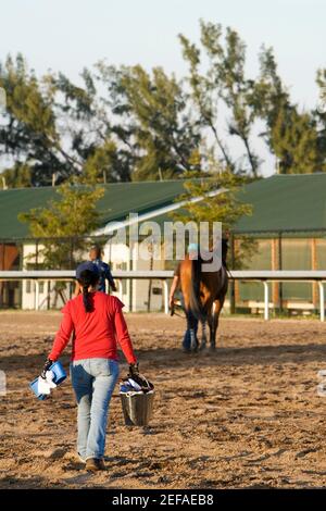 Rückansicht einer Frau, die einen Eimer trägt und geht Zu einem Rennpferd Stockfoto