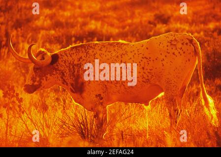 Texas Longhorn-Bulle auf einem Feld, Texas, USA Stockfoto