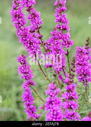 Lila Blüten von Lythrum salicaria auf einem natürlichen Hintergrund. Gelbe Wildblumen. Nahaufnahme. Vertikales Zuschneiden. Stockfoto