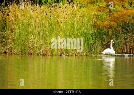 Spiegelung eines Schwans im Wasser, Central Park, Manhattan, New York City, New York State, USA Stockfoto