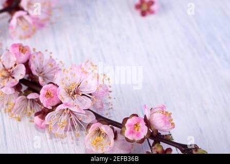 Schöne zarte rosa Aprikosenblüte auf einer weißen Holzfläche. Frühling saisonaler Hintergrund mit leerem Raum für Text. Goddd für Frühjahr Verkauf Banner. Stockfoto
