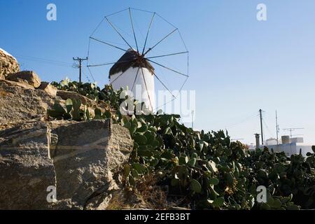 Niedrige Ansicht von Kakteen Pflanzen vor einer traditionellen Windmühle, Mykonos, Kykladen Inseln, Griechenland Stockfoto