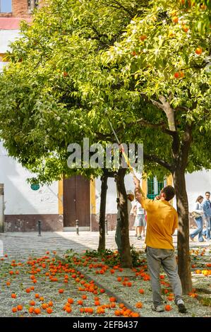 Sevilla Orangen, Sevilla, Andalusien, Spanien Stockfoto