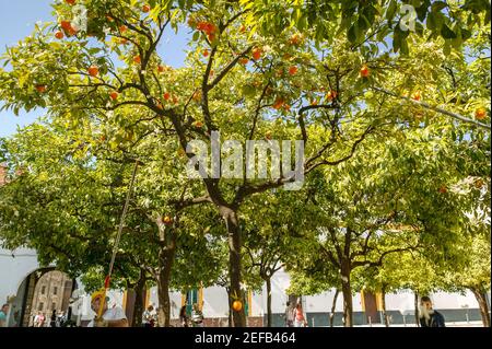 Sevilla Orangen, Sevilla, Andalusien, Spanien Stockfoto