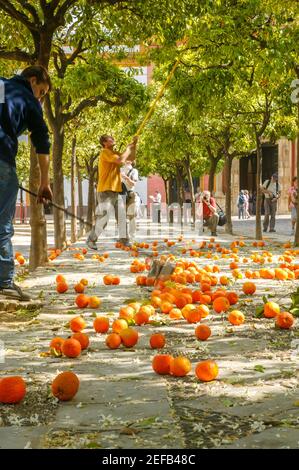 Sevilla Orangen, Sevilla, Andalusien, Spanien Stockfoto