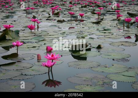 Nahaufnahme von Seerosen in einem Teich, Angkor Wat, Siem Reap, Kambodscha Stockfoto