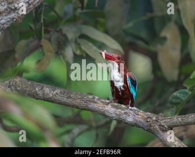 Weißkehlvogel (Halcyon smyrnensis) auch als Weißkehlvogel bekannt, der auf einem Baumzweig mit einer Hauseidechse im Schnabel thront. Stockfoto