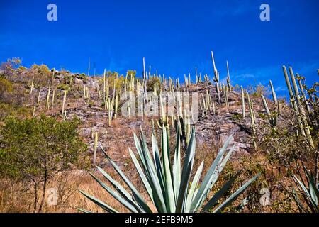 Low Angle View von Agave Pflanzen auf einem Hügel, Hierve El Agua, Oaxaca, Oaxaca, Mexiko Stockfoto