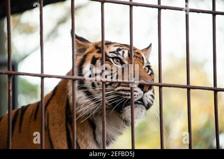 Tiger im Käfig, der die Freiheit verliert und sich nirgends bewegen kann Stockfoto