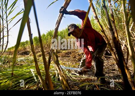 Landwirt Ernte Zuckerrohr auf einem Feld, Tamasopo, San Luis Potosi, San Luis Potosi Staat, Mexiko Stockfoto