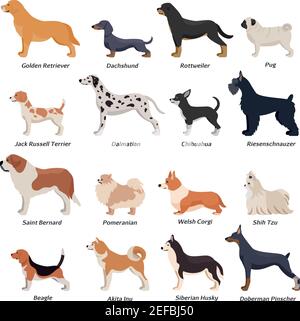 Farbiges Profil Hunde Icon Set mit goldenem Retriever Mops Beagle jack Russell Terrier und andere Rassen Vektor-Illustration Stock Vektor