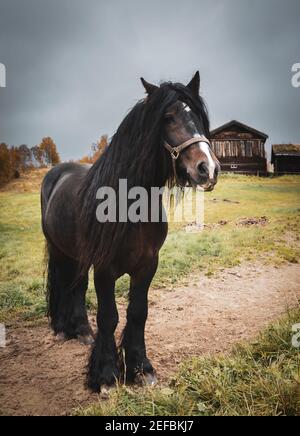 Porträt eines schönen großen Pferdes mit langer Mähne allein im Feld stehend. Stockfoto