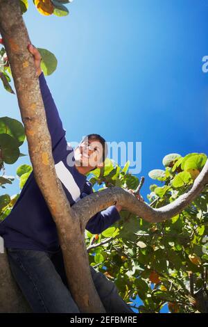 Blick aus dem unteren Winkel auf einen Teenager, der einen Baum klettert Stockfoto
