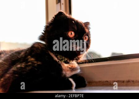 Sehr schöne Kätzchen Scottish Fold Cat im Haus. Stockfoto