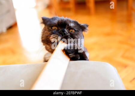 Sehr schöne Kätzchen Scottish Fold Cat im Haus. Stockfoto