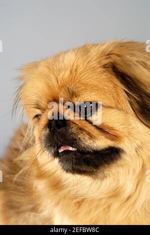 Nahaufnahme eines Cocker Spaniel Stockfoto