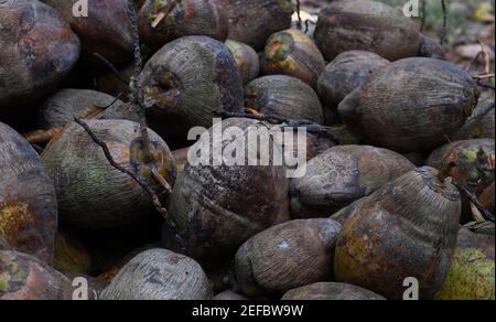 Haufen Kokosnüsse in brauner Farbe Stockfoto