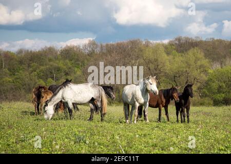 Wildpferde essen und wandern im Pirin Berg, Bulgraia. Sich bewegen. Stockfoto