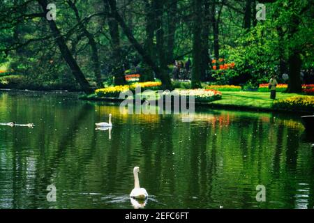 Zwei Schwäne in einem Teich, Keukenhof Gardens, Lisse, Niederlande Stockfoto