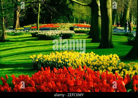 Tulip growing in a Garden, Keukenhof Gardens, Lisse, Niederlande Stockfoto