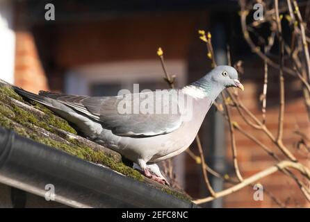 Common Wood Pigeon UK; ( Columba palumbus ), auf dem Dach eines Hauses, Suffolk UK Stockfoto