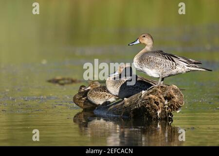 Ein Paar nördlicher Pintails im nicht-brütenden Gefieder zusammen mit zwei anderen Enten dahinter. Yaak River, nordwestlich von Montana. (Foto von Randy Beacham) Stockfoto