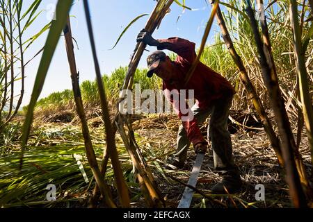 Landwirt Ernte Zuckerrohr auf einem Feld, Tamasopo, San Luis Potosi, San Luis Potosi Staat, Mexiko Stockfoto