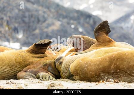 Walrosskolonie am Strand von Spitzbergen. Stockfoto