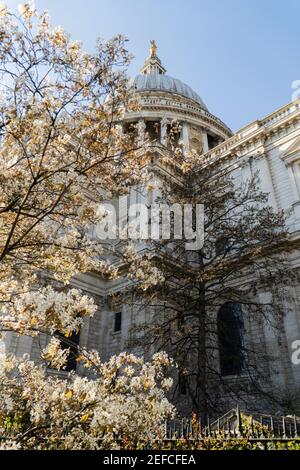 St Paul's Cathedral und ein blühender Baum auf einem sonnigen Frühlingstag in London Stockfoto